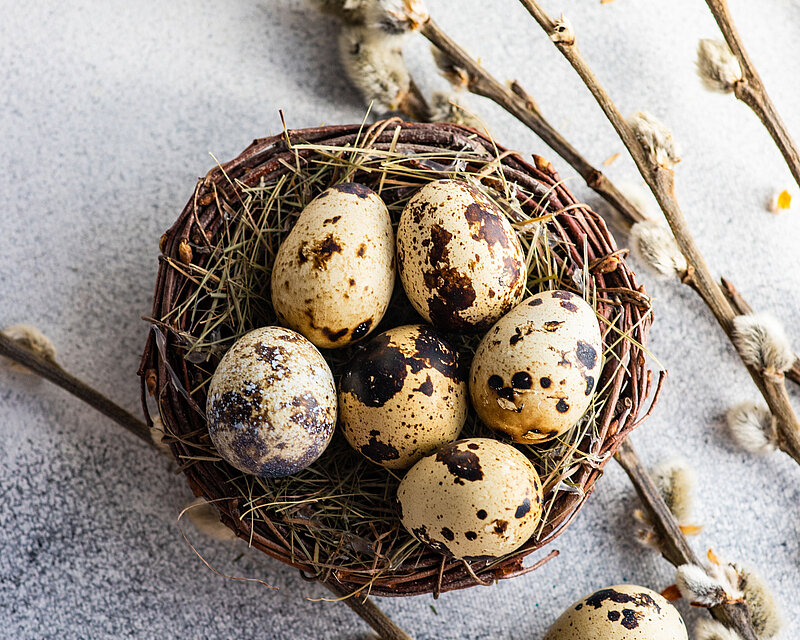 Ein kleines Nest mit Wachteleiern zur Frühlingsdekoration.
