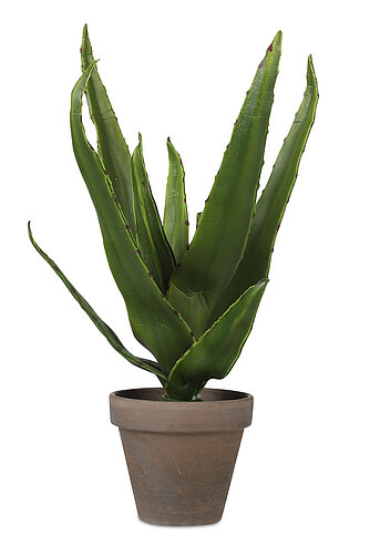 Artikelvorschau Aloe Vera im Topf 30/16cm (H/DM)