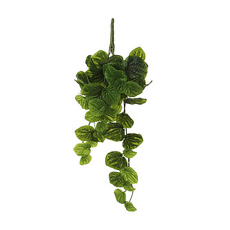 Artikelvorschau Hängepflanze Peperomia 58cm - hellgrün