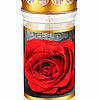 Eine weiße Grabkerze mit einem goldenen Deckel, auf der eine rote Rose vor einem grauen Hintergrund abgebildet ist.