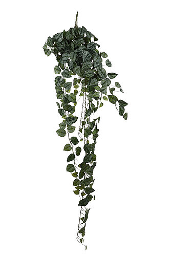 Artikelvorschau Hängepflanze Scindapsus 129cm