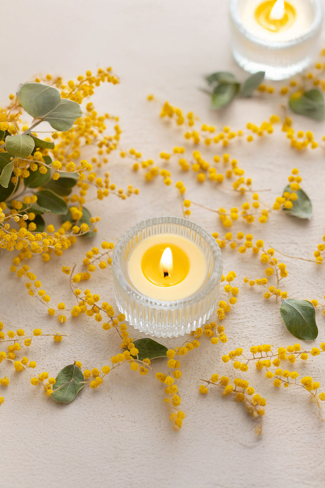 Brennende Bolsius Duft-Teelichter mit gelbem Wachs und Mimose-Duft, umgeben von Mimosen-Blüten.