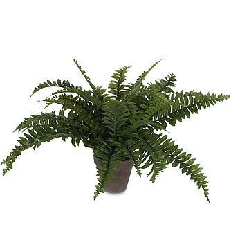 Artikelvorschau Farn im Topf 42/50cm (H/DM)