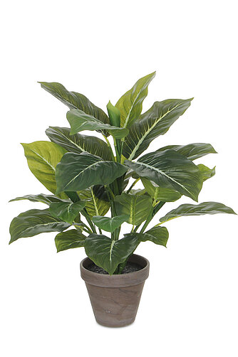 Artikelvorschau Evergreen im Topf 49/40cm (H/DM)