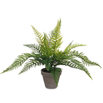 Artikelvorschau Farn im Topf 40/36cm (H/DM)
