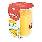 duftglas-gross-mimose-101924940356.jpg