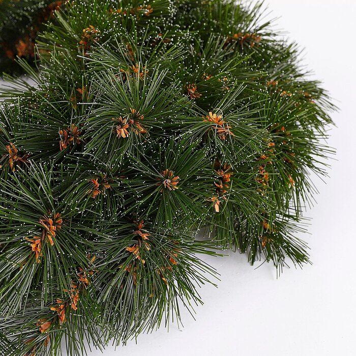 Ein dichtes Bündel grüner Tannenzweige mit orangefarbenen Ansätzen ist zu sehen. Die Nadeln sind lang und teils sehr fein mit Dekoschnee bestreut, was ihnen ein leicht winterliches Aussehen verleiht. Der Hintergrund ist schlicht und weiß, wodurch die Zwei